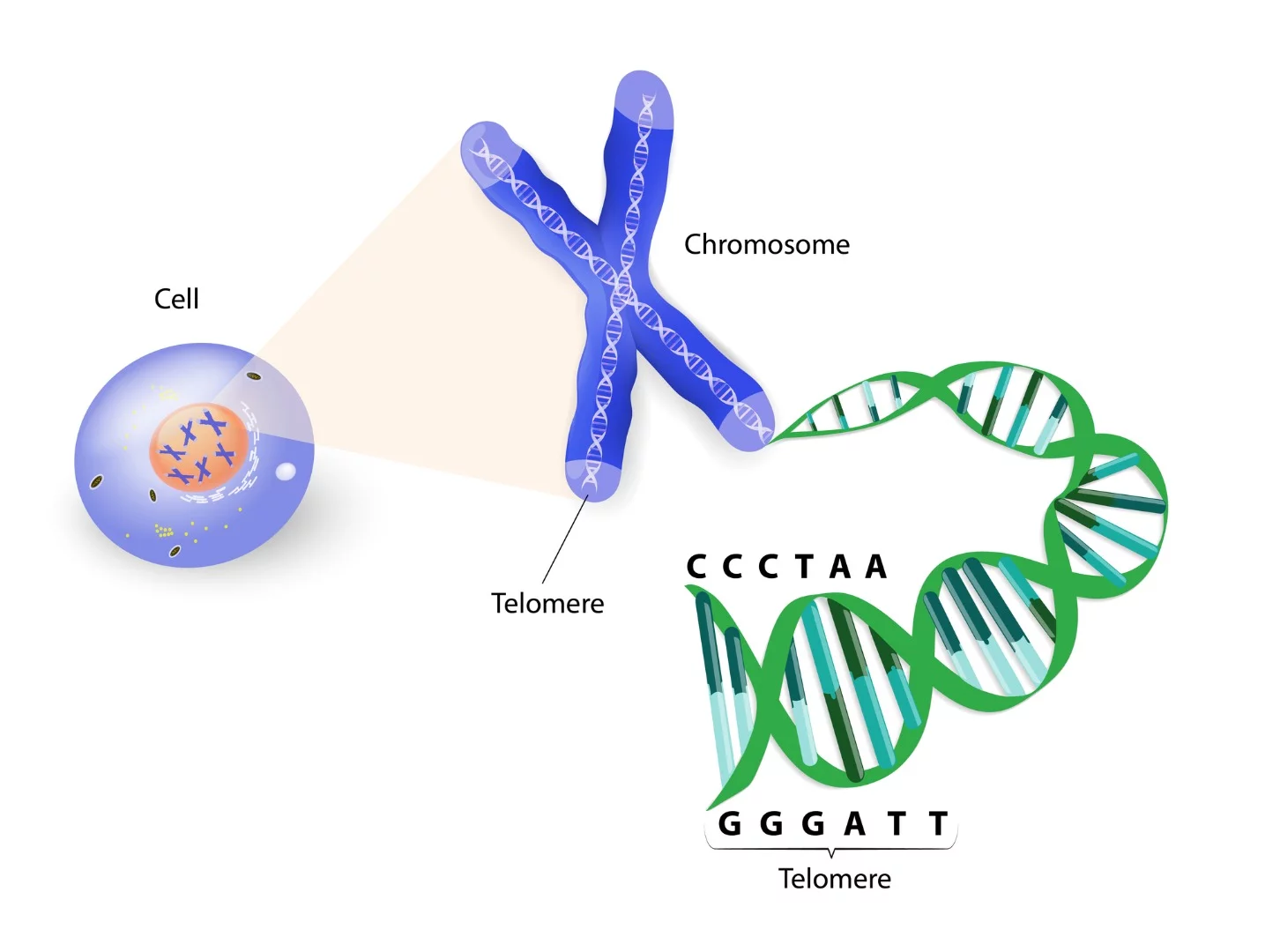 Telomeres are short, repeating sections of DNA at the ends of chromosomes, which help protect important information from being lost during cell division