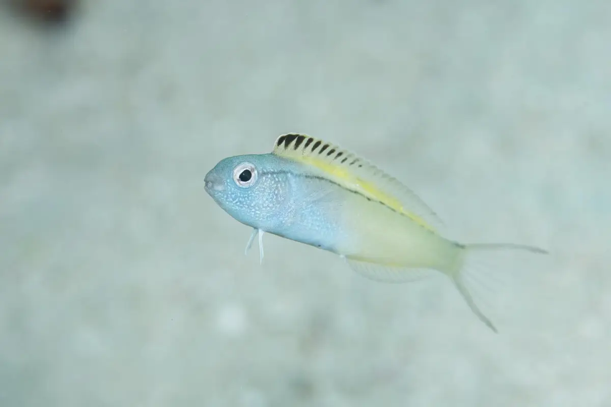 Like scotch bonnet peppers, the venomous fang blenny proves once again that size isn't everything