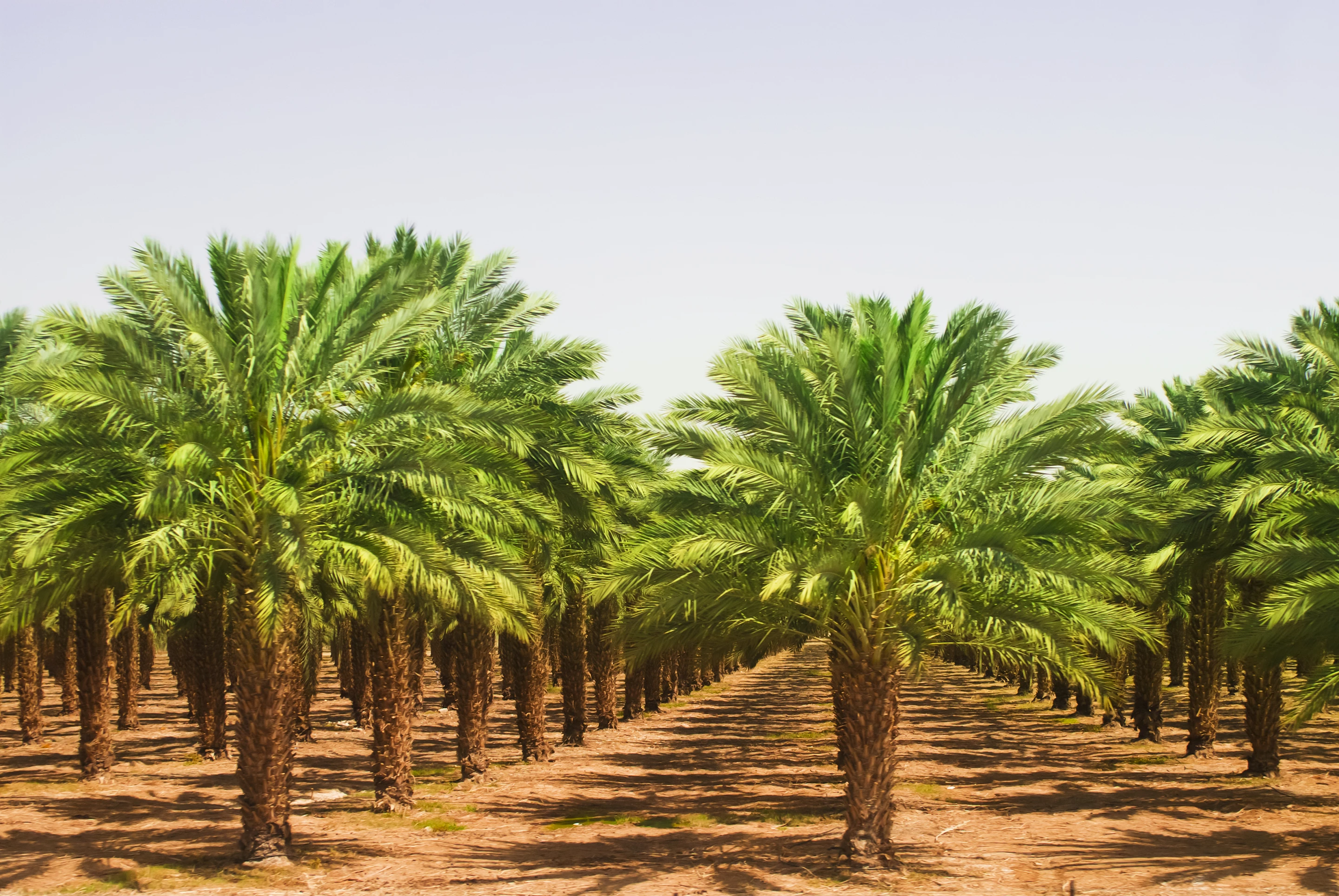 Palmitic acid, a key fatty acid in palm oil, influences metastatic activity in cancer cells in mice