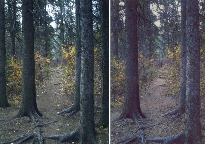 A digital image taken by the Polaroid Z2300 (left) and the print made from it (right)