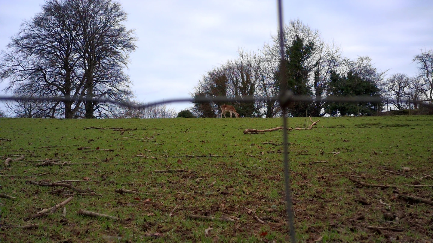 Curious grazer about 65 ft away, as seen through the Dwarf III's wide-angle lens (image straight from Dwarf III, not edited)