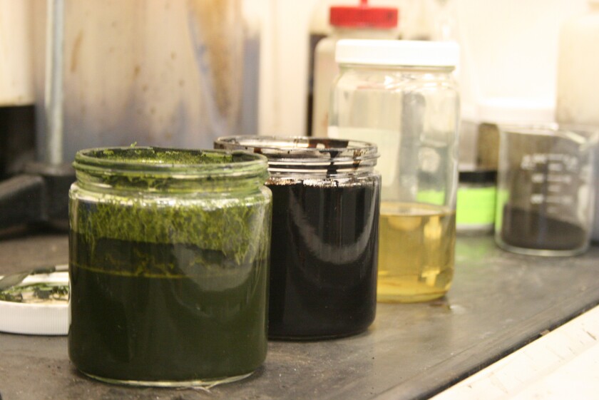 Steps in the process for making fuel from algae – the algae slurry, crude oil, and refined diesel fuel