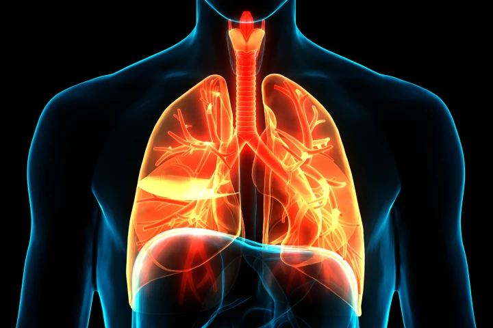 A new kind of pacemaker could change the way heart failure is treated, by adjusting heartbeats in response to breathing