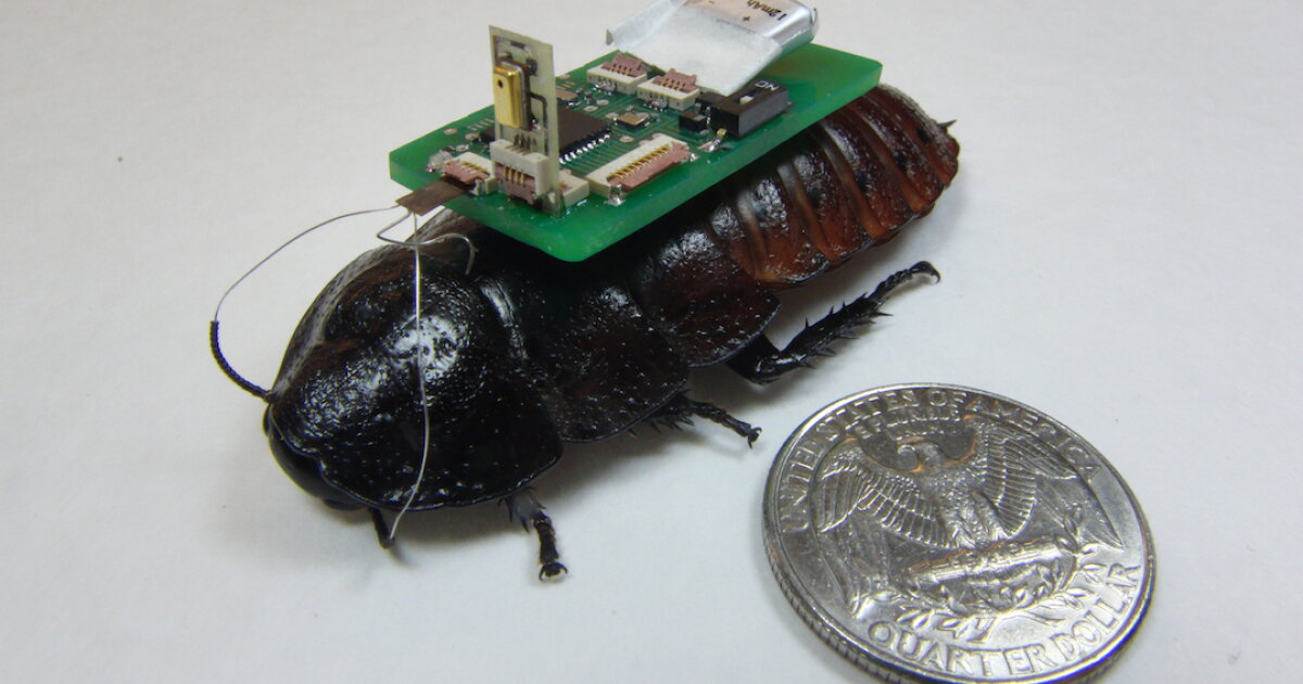 Bringing drones and cyborg cockroaches together to map disaster zones