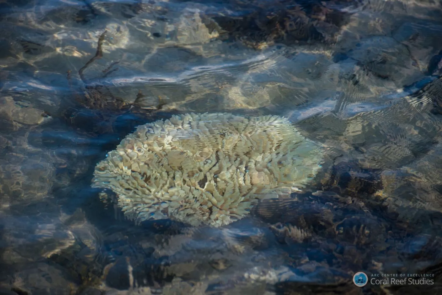 Global warming is hurting Australia's Great Barrier Reef in more ways than one, but a new study has brought to light just how far along the damage might already be