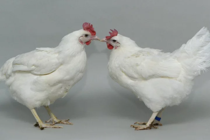 An unedited chicken (left) with a chicken that has been genetically engineered to be more resistant to bird flu (right)