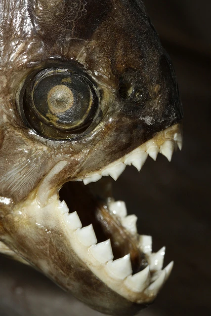 The razor-like teeth of the piranha trap the skin and muscle of its prey in a guillotine-like bite