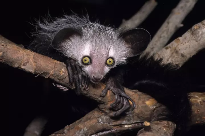 Is this aye-aye buzzed or just hungry?