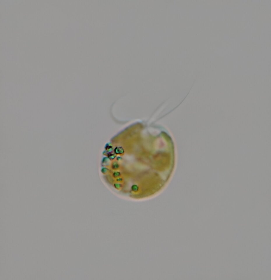 A cell of Prymnesium parvum, or golden algae, in which the world's largest known protein was discovered