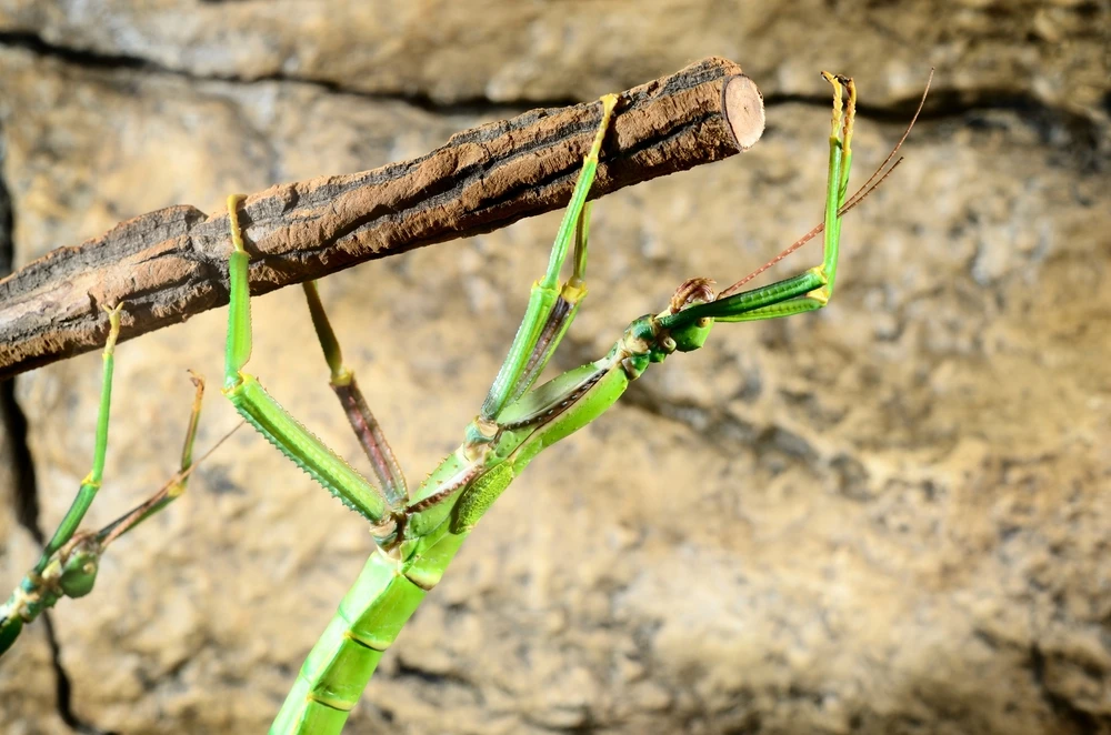 “Stick insects have developed an ingenious way of overcoming the conflict between attachment and locomotion" (Photo: Shutterstock)