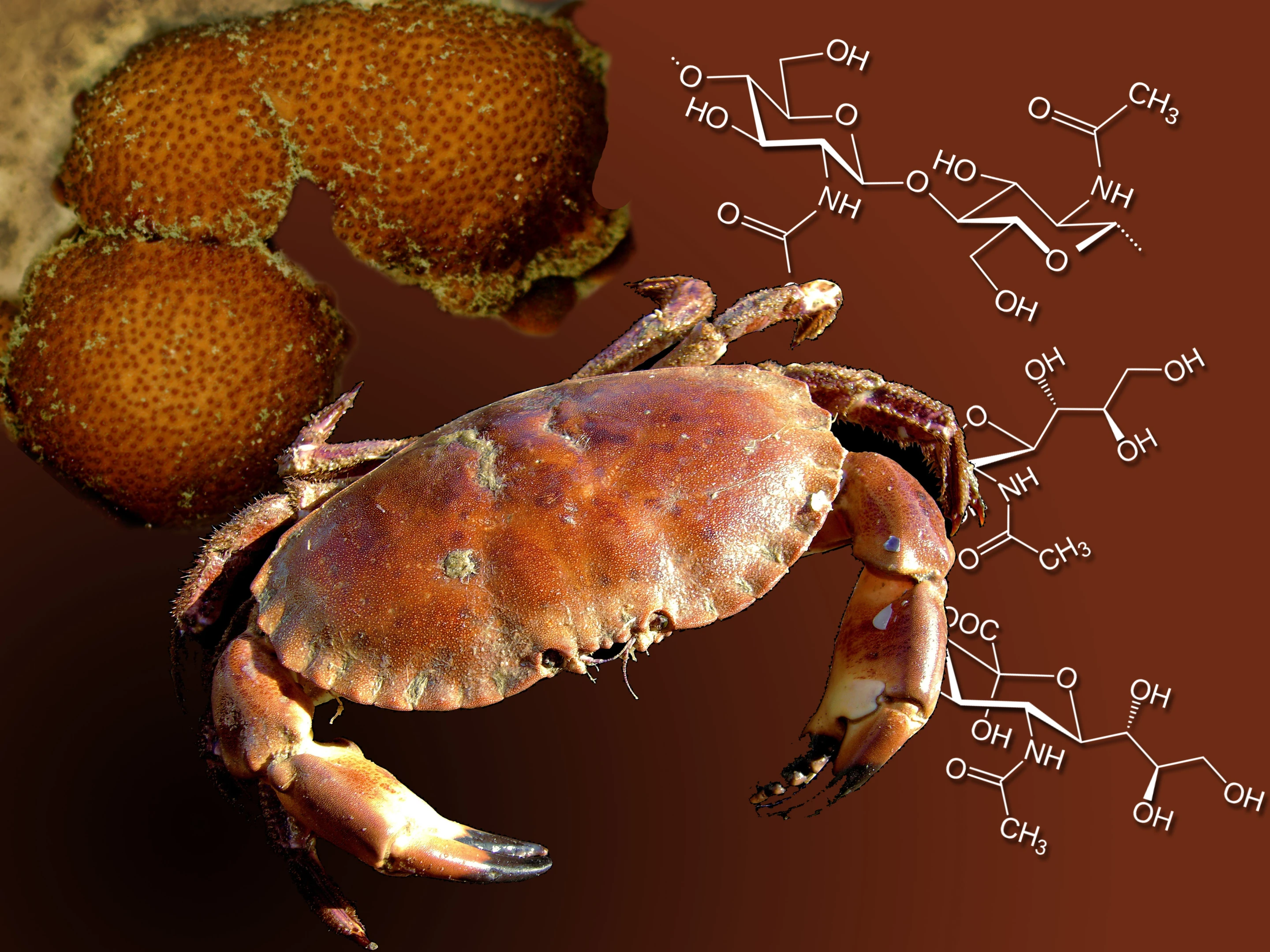 The chitin found in crab and lobster shells is being used in a process that could lead to much cheaper antiviral drugs