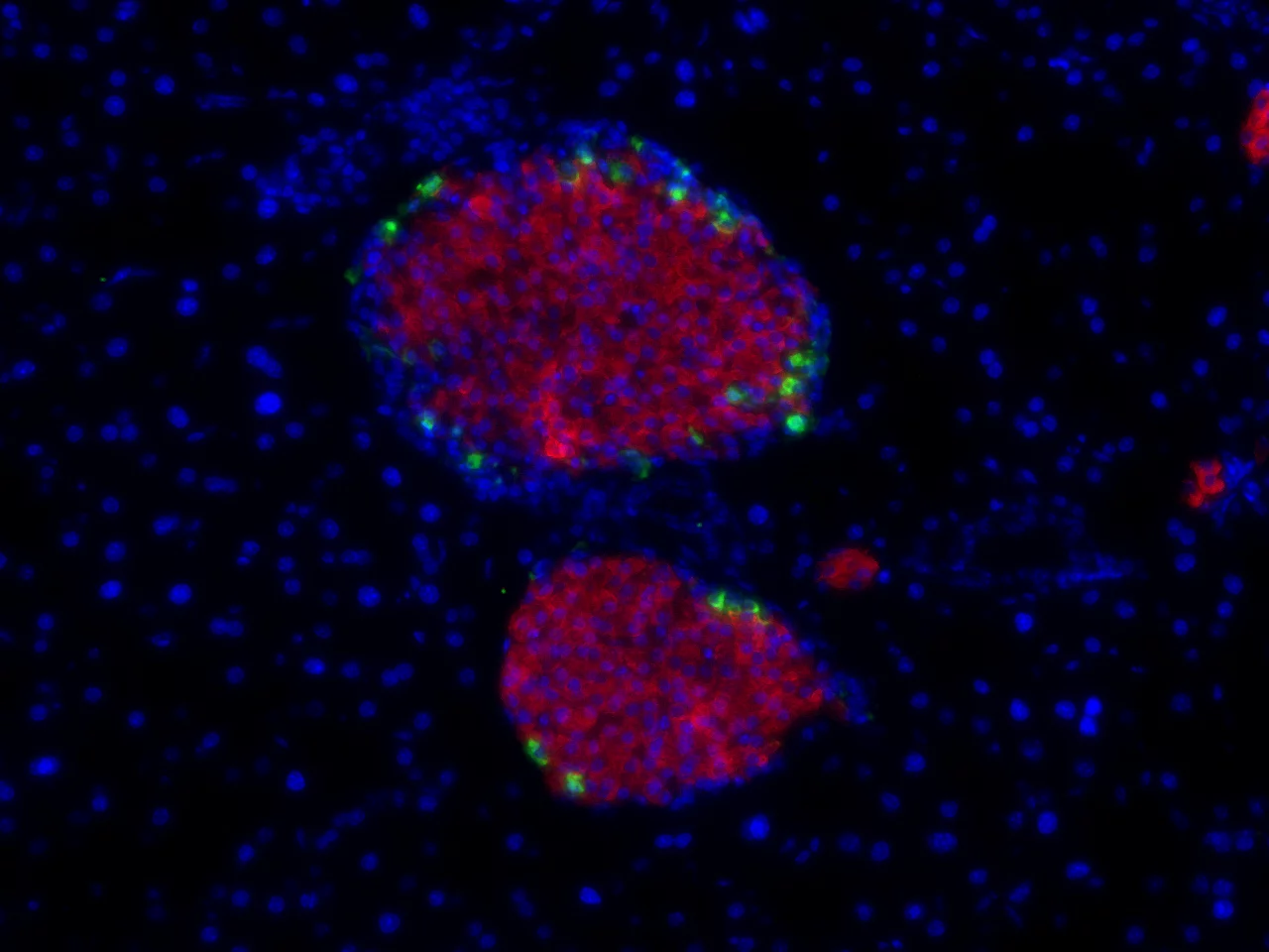 Insulin-secreting islet cells in a mouse