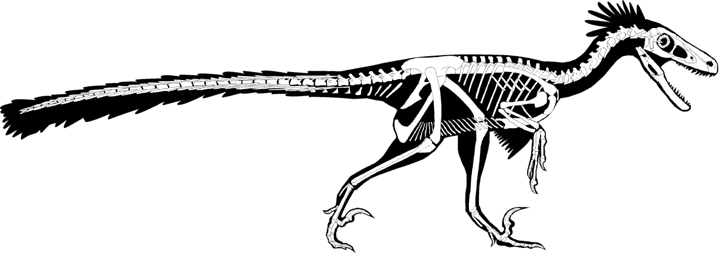 Researchers believe Dineobellator had a long, flexible tail, plus strong arms and hands