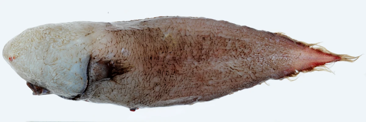 The Faceless Cusk found by the expedition team in 2017