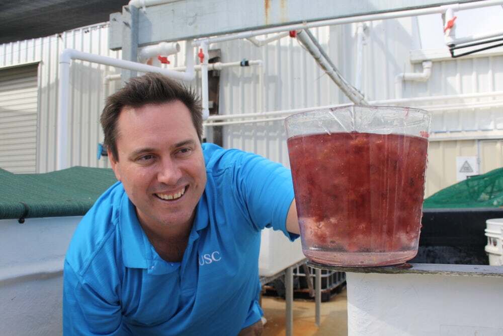 Dr Nicholas Paul leads the Seaweed Research Group at Queensland's University of the Sunshine Coast
