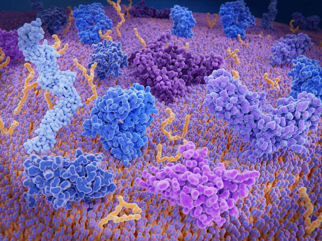 Lifespan-extending human trial to rejuvenate old and tired immune cells