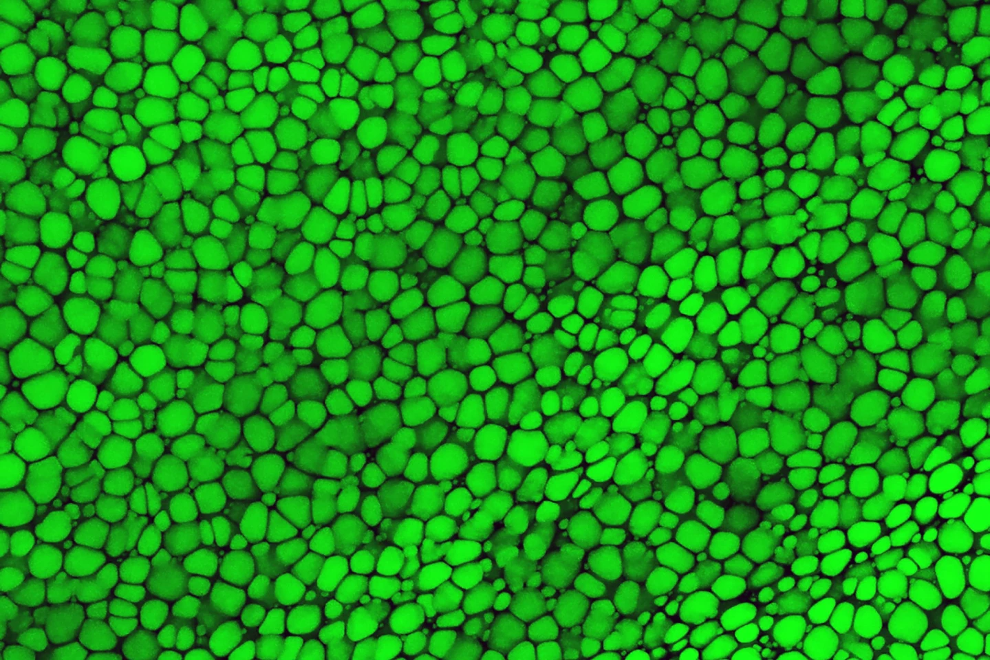 Lipocartilage seen in a mouse ear, comprised of densely packed lipochondrocytes stained with a green fluorescent dye
