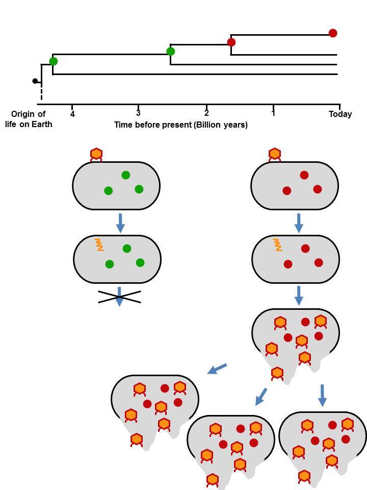 On the left: a virus infects a cell but fails to replicate itself as it is unable to hijack the ancestral protein; On the right: what happens during the infection process in an unmodified cell; it eventually bursts allowing the newly formed virus particles to invade other cells