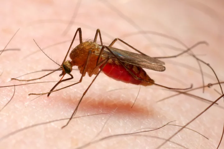 The bacteria that produce the toxin are believed to have evolved alongside the Anopheles mosquito