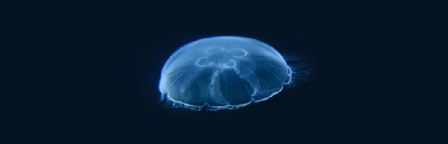 The Darwin Tank can house a variety of jellyfish species