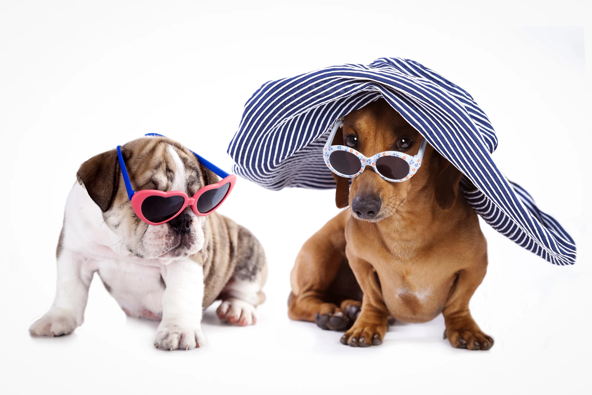 Dogs in the Midwest US were more attention-seeking than those in other regions