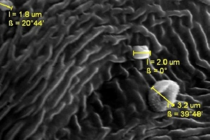 Several small particles on a (wavy) leaf (Photo: Sadie Belica, Western Washington University Geology Department)