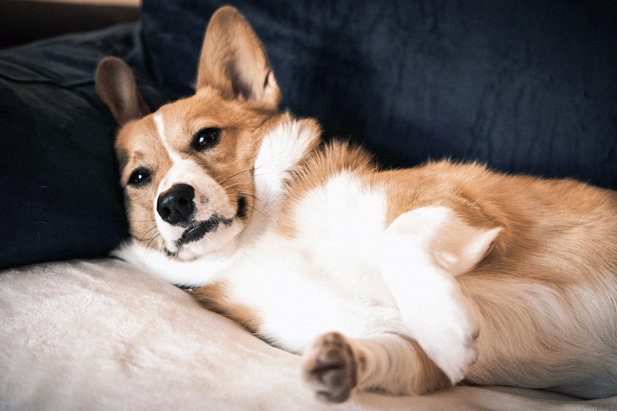 Corgis are a mesocephalic (medium-length nose) breed