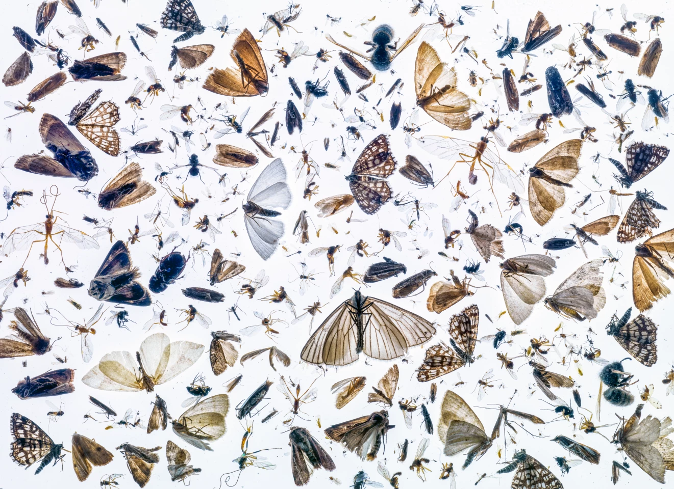 Overall Winner, 1st Place - Insects. Insect Diversity. Hasselblad H3D 39, Hasselblad 120mm f/4 macro, ISO 50, 8secs at f/25.