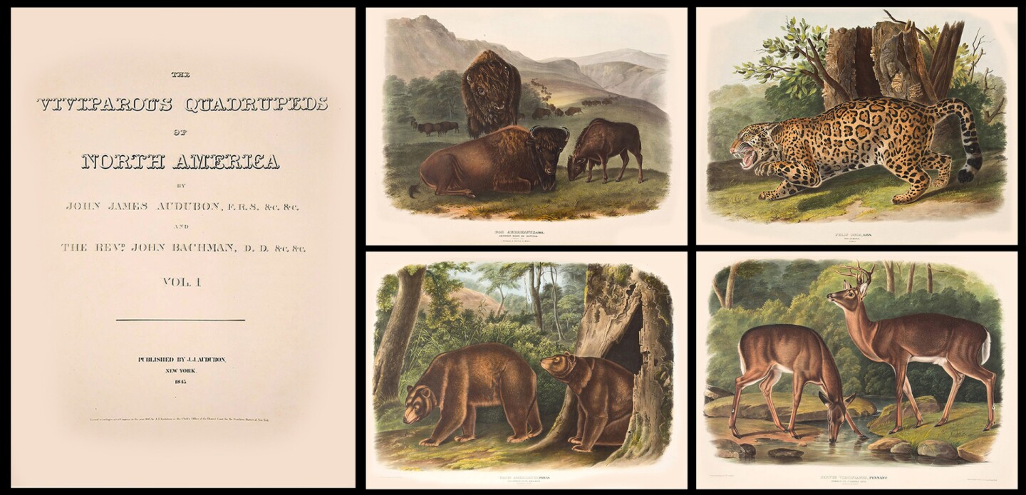 The most expensive of numerous copies of John James Audubon's second masterpiece. "Viviparous" means birthing young from within the body, so this book is essentially a study of North American mammalian wildlife, and like Audubon's best know "Birds of America", each is superbly illustrated in it's natural habitat. Equally as as impressive and sweeping as his ornithological work, the "Viviparous Quadrupeds of North America" is the result of the artist/naturalist's years of field research, travel, and seemingly endless study and is the outstanding work on American animals produced in the 19th-century. The entire book has been digitized by the University of Michigan's Special Collections Library and is available in high resolution for free download and use, with attribution.