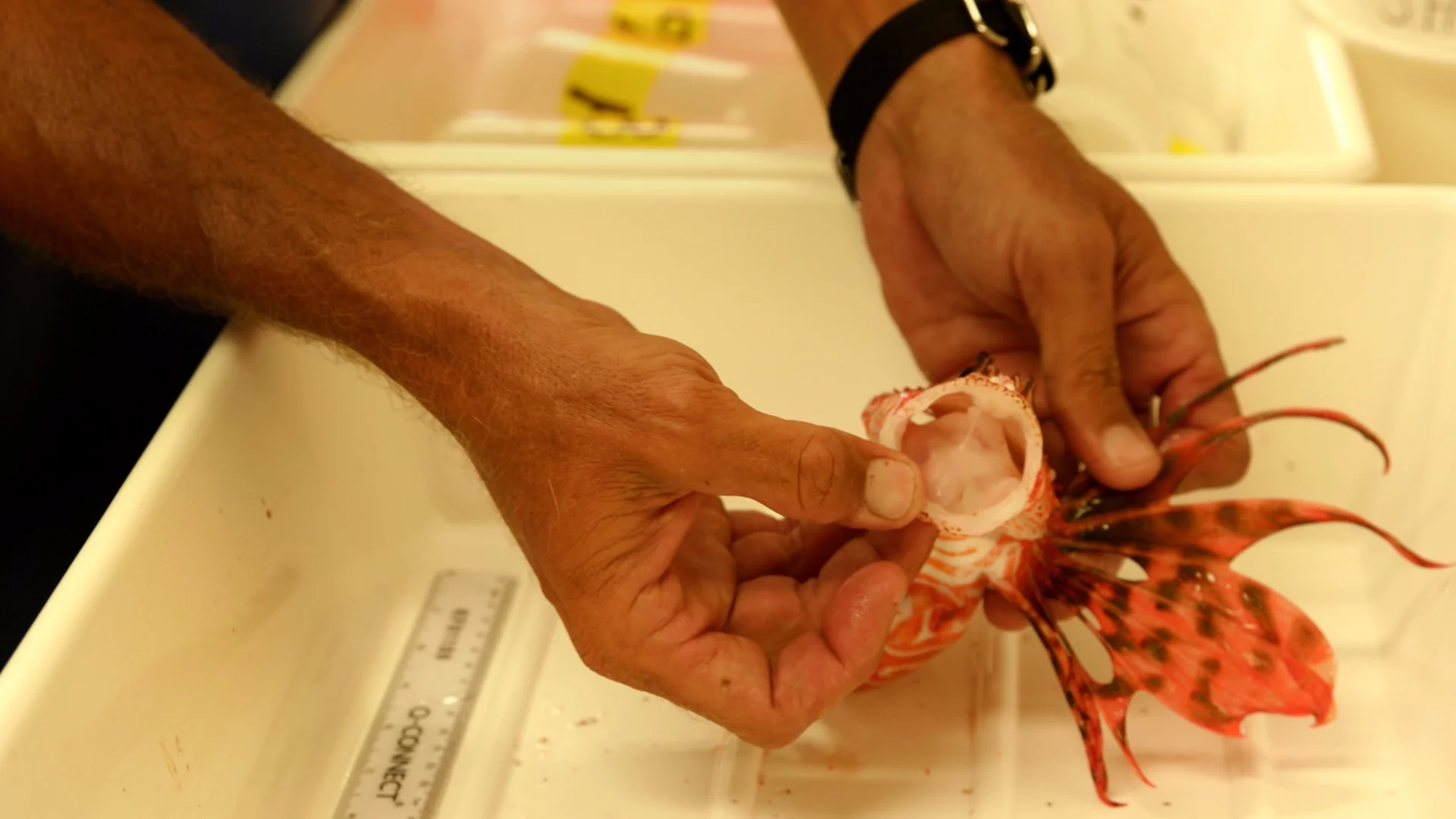 Dissecting a lionfish mouth