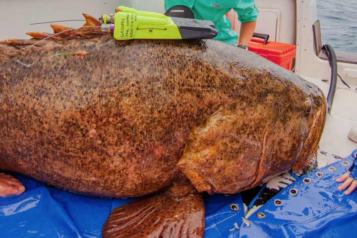 Each tag stayed on its host fish for three days before releasing and floating to the surface