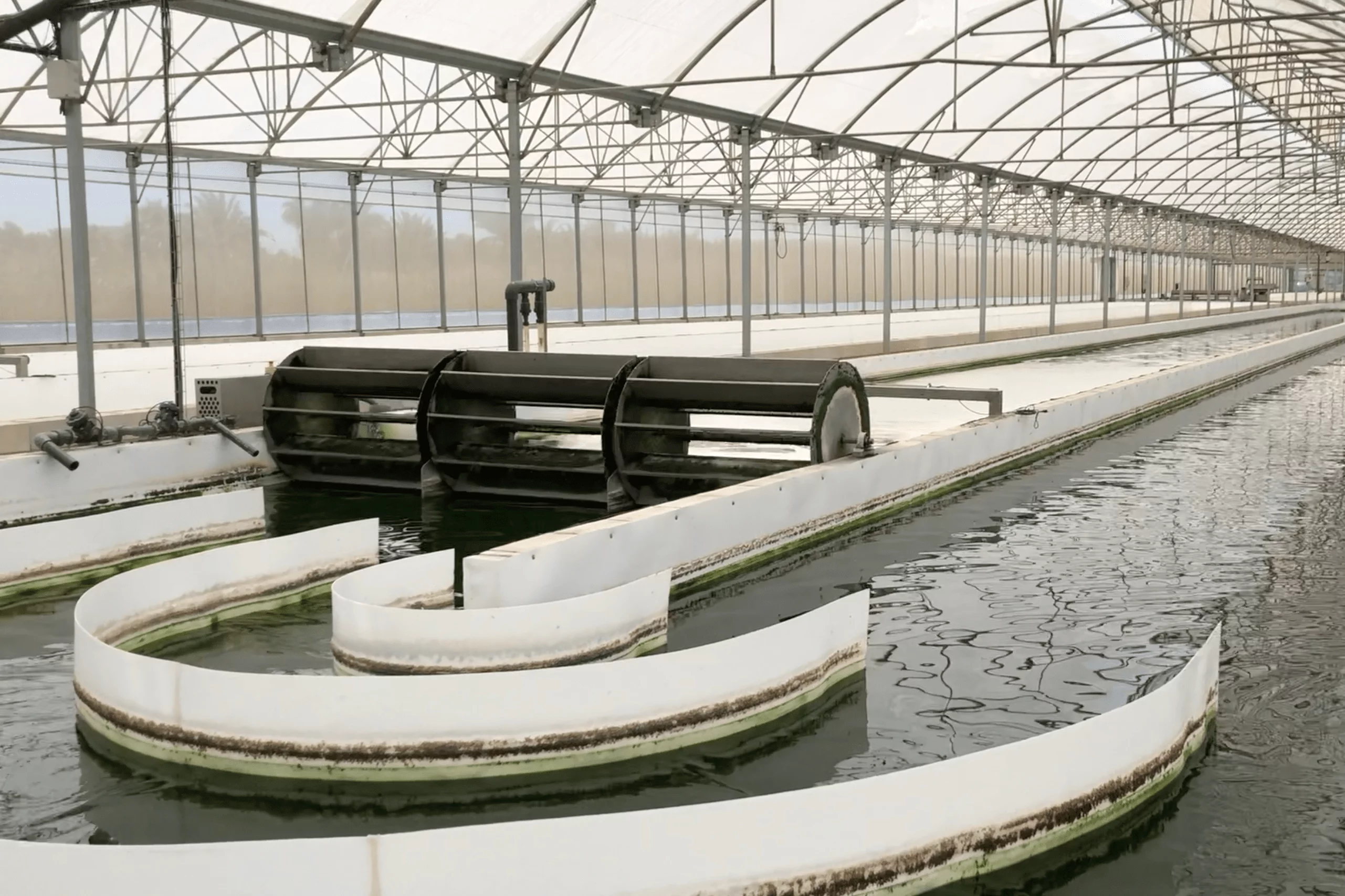 A "raceway"-type microalgae pond, which could be used to purify irrigation runoff from greenhouses