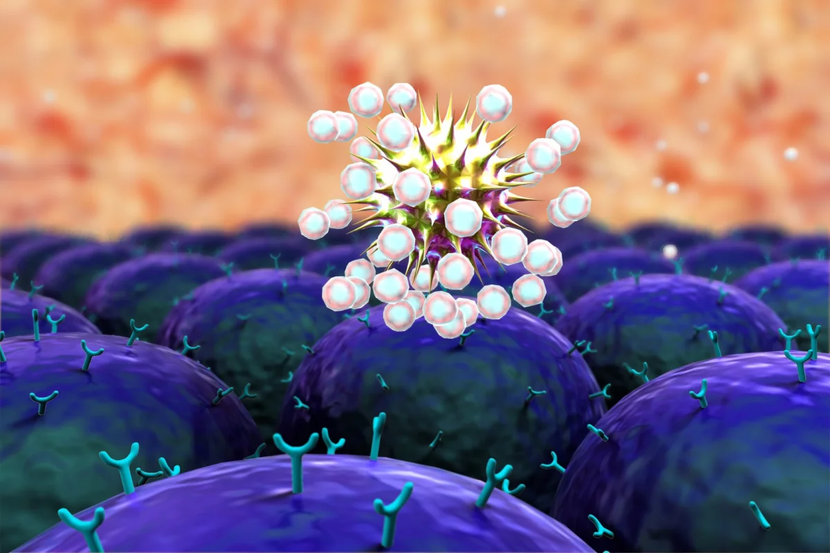 In this image of the immune system attacking a virus, the Y-shaped stalks on the cells below are the epitopes