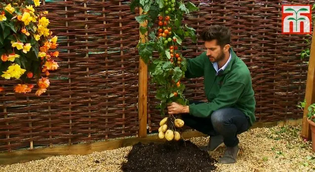 The TomTato consists of the top of a cherry tomato plant and the bottom of a white potato plant, that have been grafted together at the stem