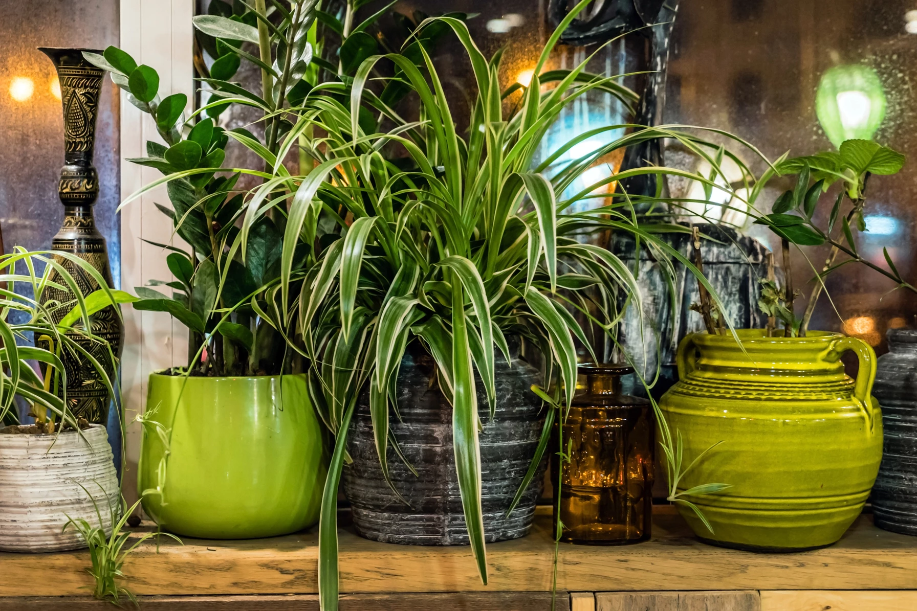 Researchers have found that plants are very effective at clearing toxic pollutants from indoor air