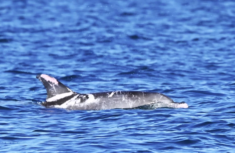 Speckles enjoying the waters off Hervey Bay in Queensland, Australia