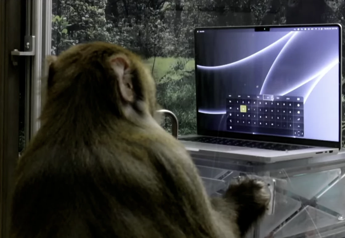 Sake the monkey has become very quick and dextrous in manipulating a mouse pointer using his brain implant