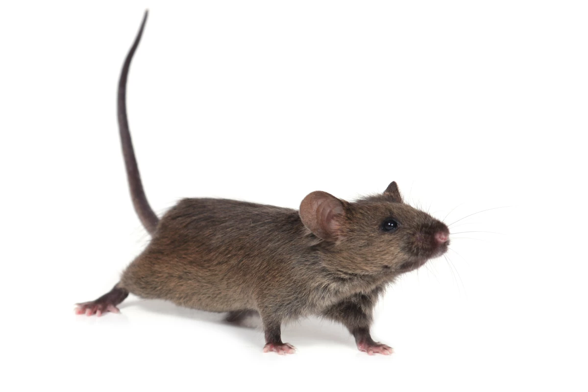 HIH researchers have found that suppressing the expression of a single gene in mice extends their average lifespan by about 20 percent (Photo: Shutterstock)