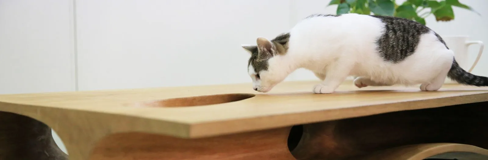 CATable by Ruan Hao, a man whose cat probably makes him wear a bell