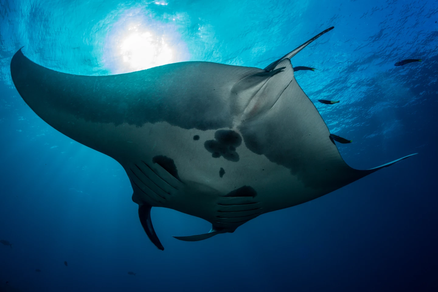 Although manta rays have been reported to live at least 45 years, little is known about their growth and development