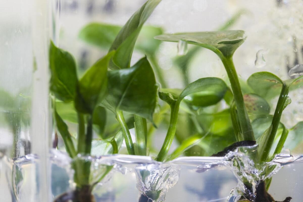 The phenol, carbon dioxide and chloride ions produced by the 2E1 all help the modified plants to grow