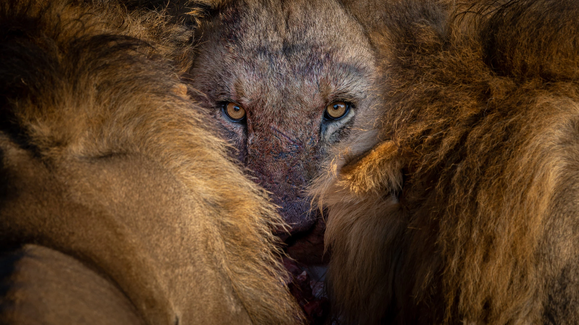 Wild Portraits - Winner. "I See You". Moremi, Okavango Delta, Botswana
