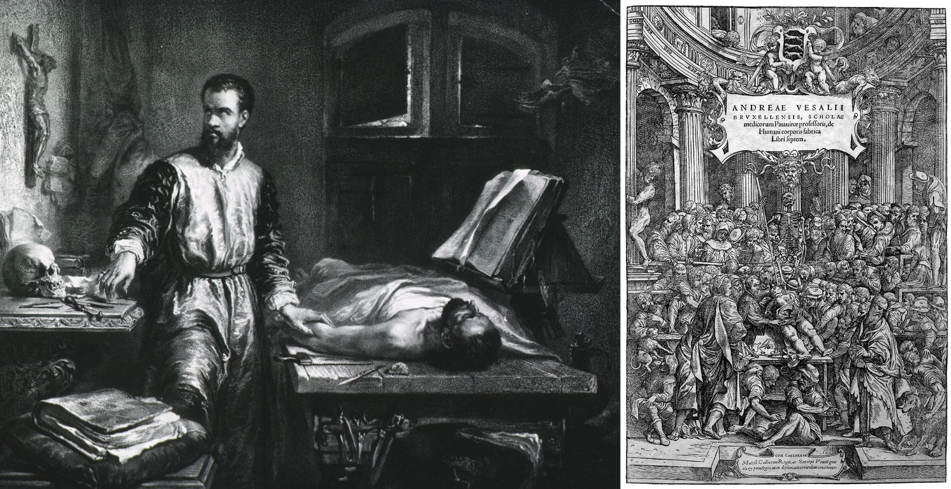 Andreas Vesalius (1514 - 1564) is generally regarded as the founder of modern human anatomy. Vesalius' magnum opus was this De humani corporis fabrica (On the Fabric of the Human Body), which had almost as much impact on the world as did Newton's Principia, revolutionising the science of anatomy and how it was taught.