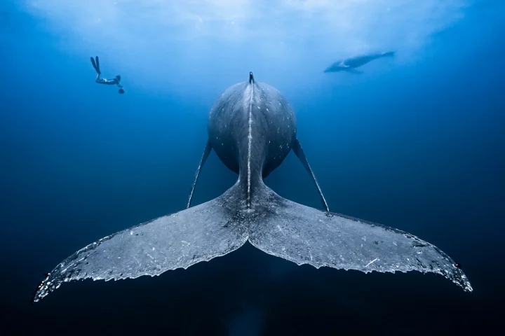 Winner of the Wide-Angle category, a mother humpback whale with her playful calf in the background