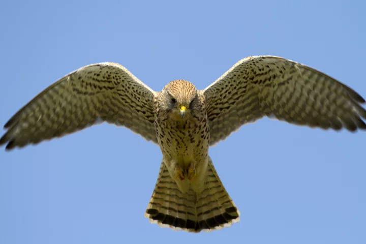 The team has previously explored the kestrel's ability to detect and make use of surrounding wind currents as a means of countering turbulence