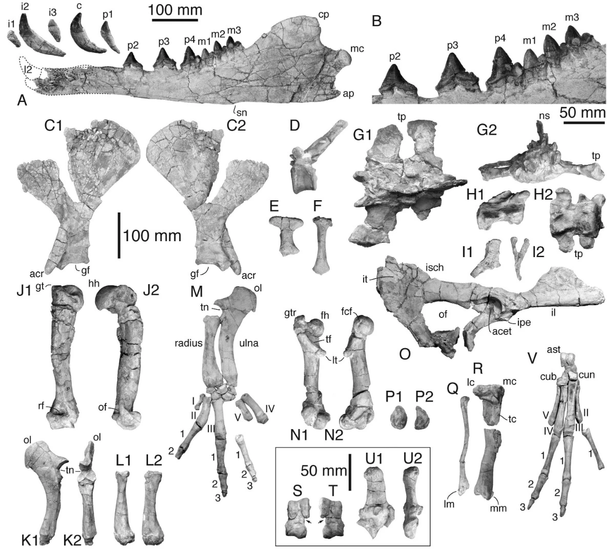 The Peregocetus pacificus bones discovered in Peru