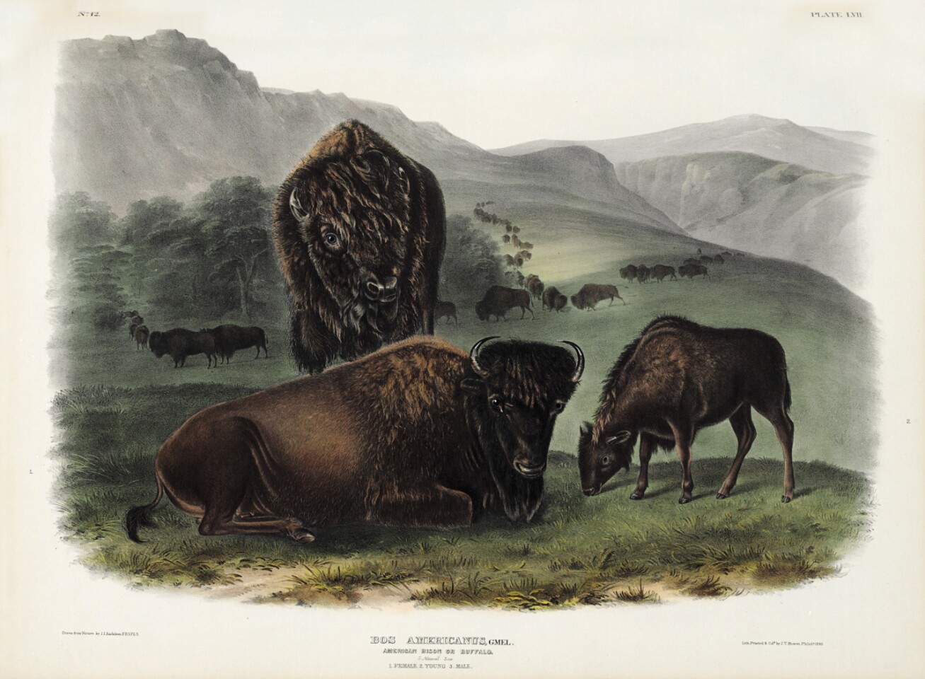 $348,500 | The Viviparous Quadrupeds of North America by John James Audubon & Rev. John Bachman | Auction House: Christie's | Sale price: US$348,500| Official Estimate: US$200,000 to $300,000 | Date of sale: June 14, 2018