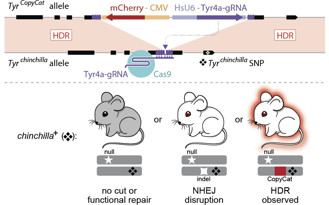 A diagram of the mouse genetic inheritance experiment