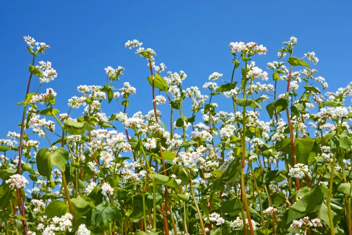 One of the esters used by the scientists was obtained from the buckwheat plant