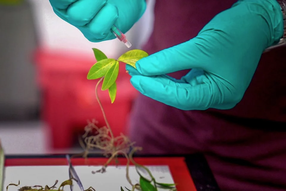 A fiber optic probe is used to analyze a plant's AquaDust-injected leaf